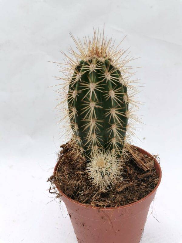 Pachycereus Pringlei Siracactus Cactus Colonnari Online