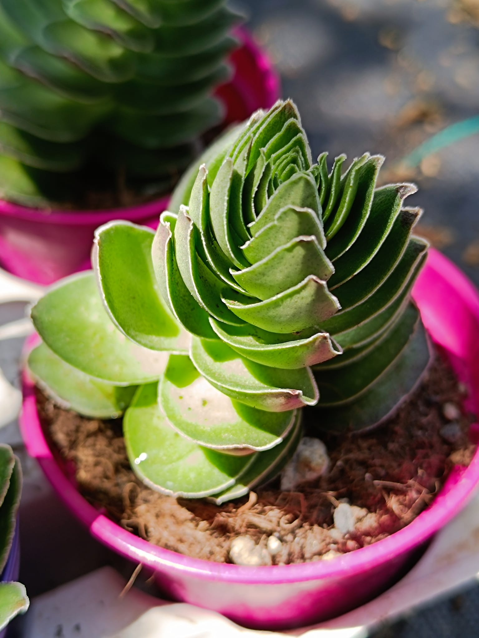 Crassula Capitella Cv Turrita Siracactus Succulente Da Collezione