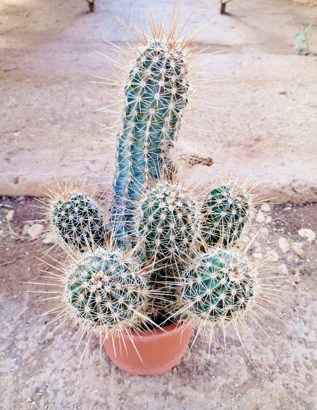 Echinocereus Engelmannii Siracactus Cactus Resistenti Al Gelo