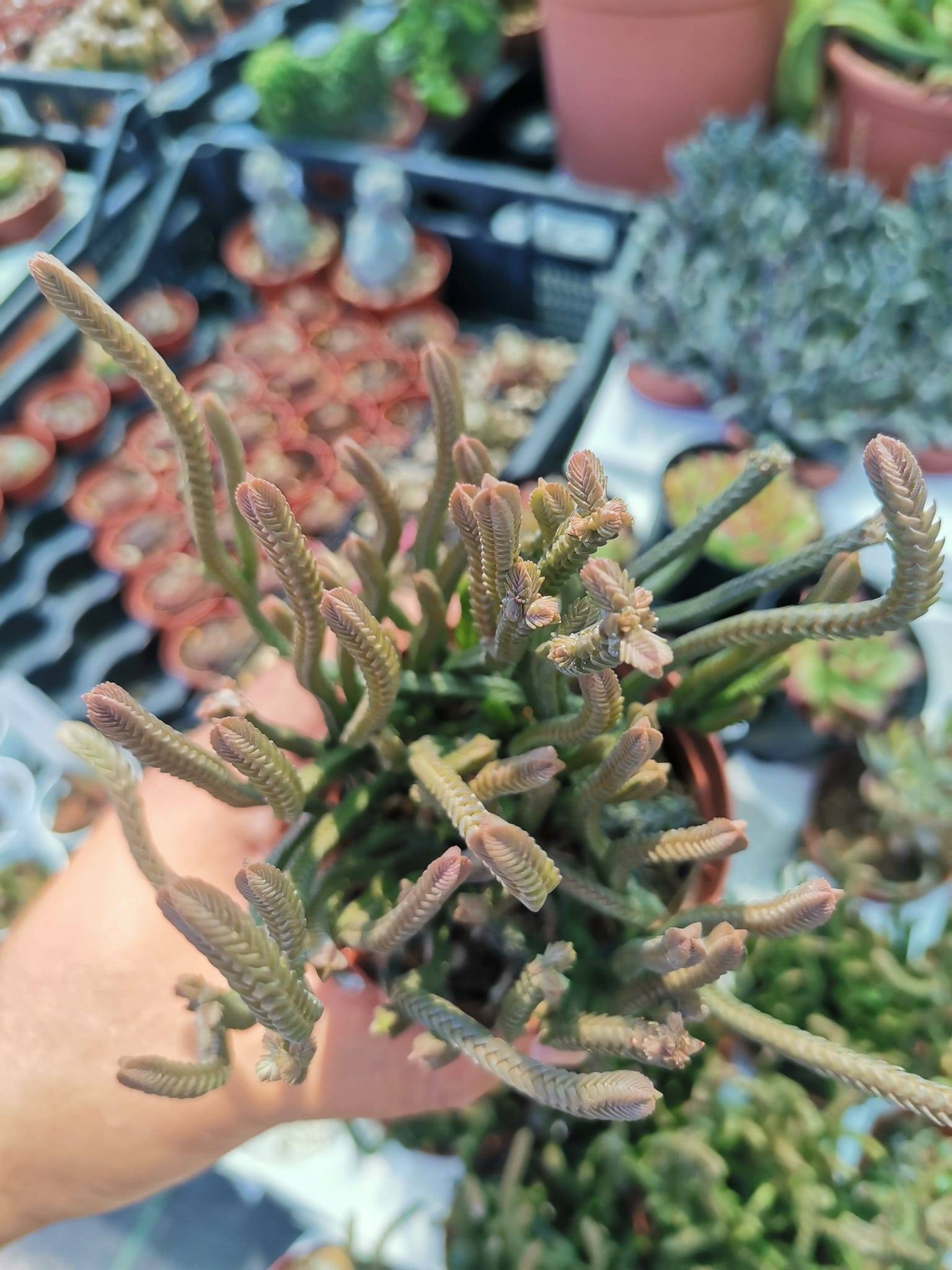 Crassula Lycopodioides Siracactus Succulente Vendita Online