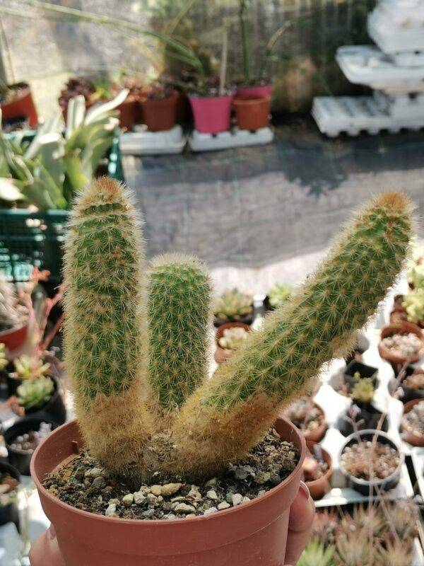 Cleistocactus Morawetzianus Siracactus Cactus Crestati