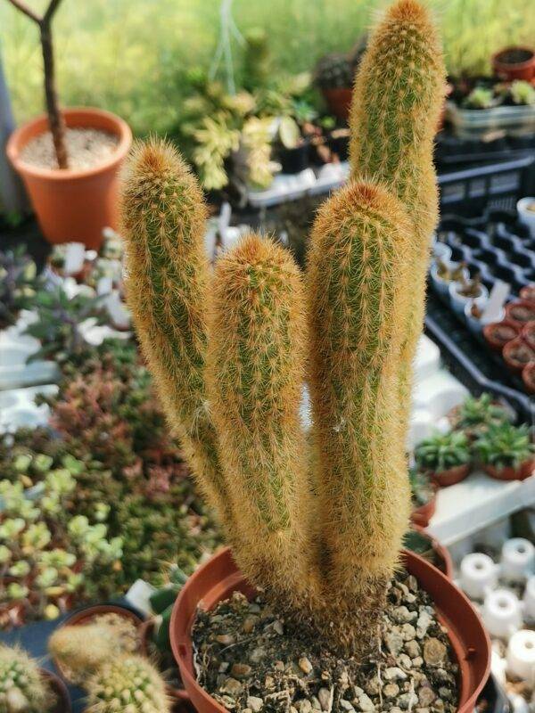 Cleistocactus Morawetzianus Siracactus Cactus Crestati