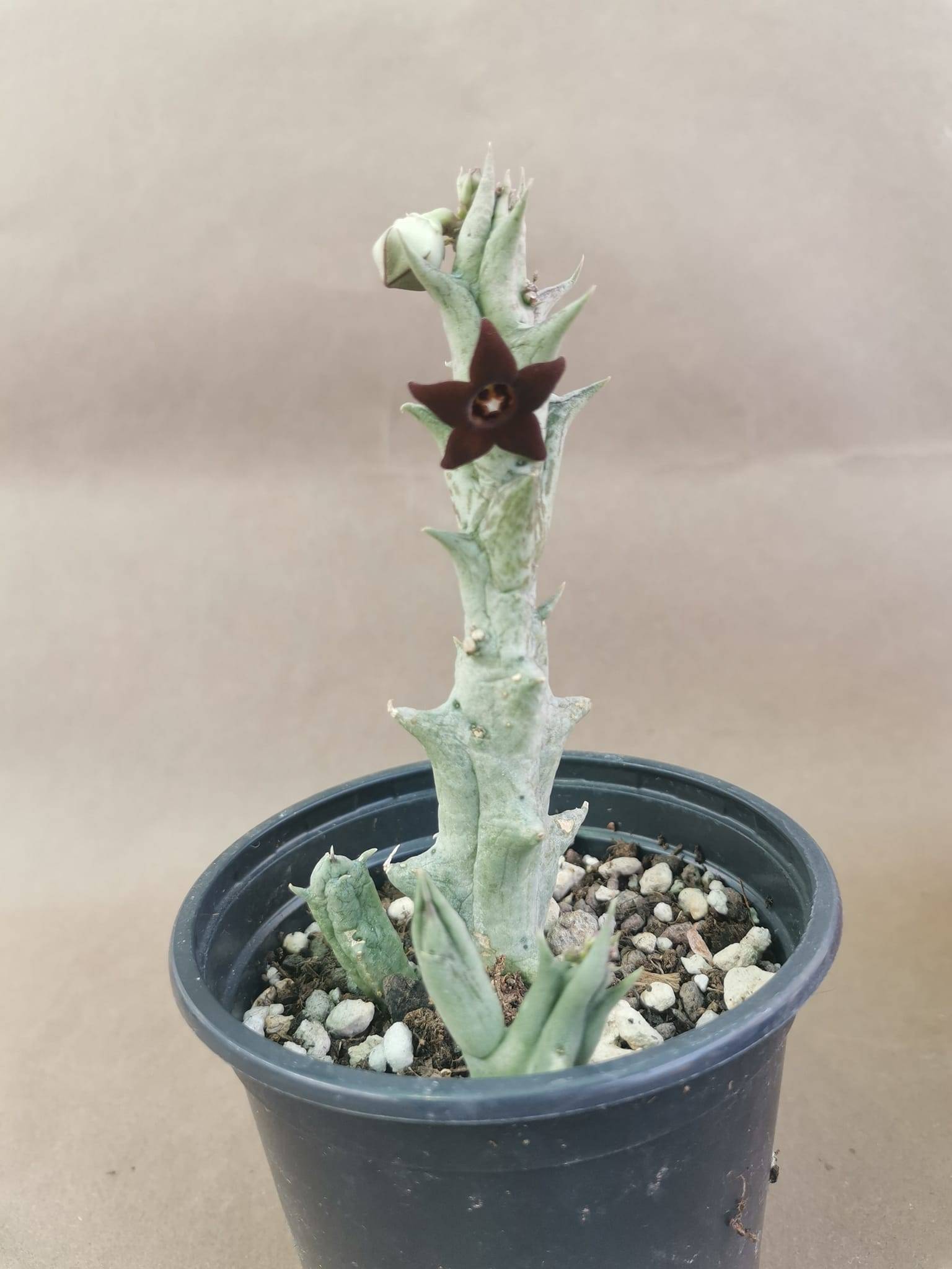Caralluma Hesperidum Siracactus Asclepiadaceae Da Collezione