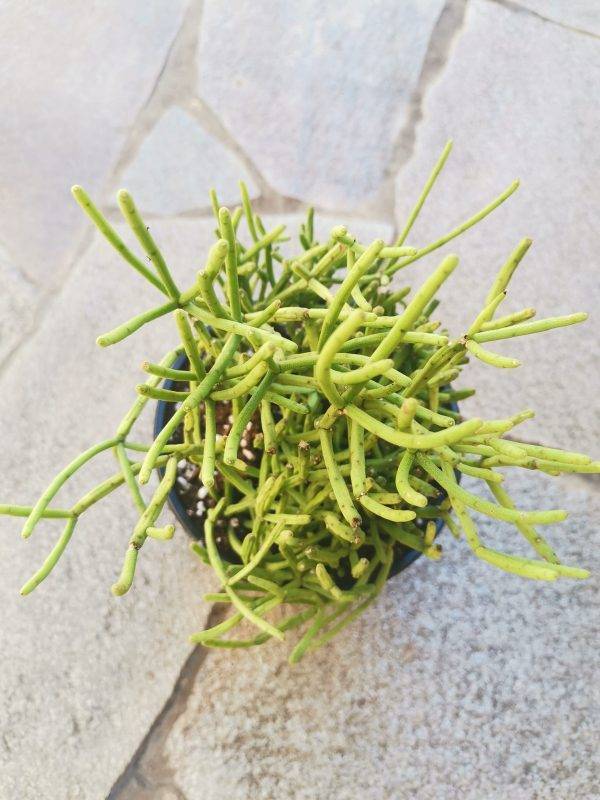 Rhipsalis Cassutha - Siracactus pianta del rosario - succulente