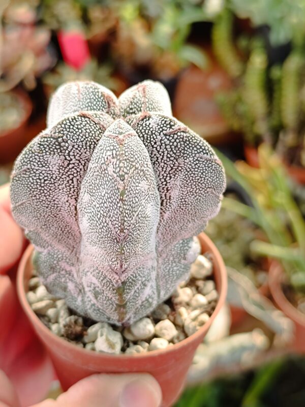 Astrophytum onzuka Red Pentacostatum columnaris v type - Image 6