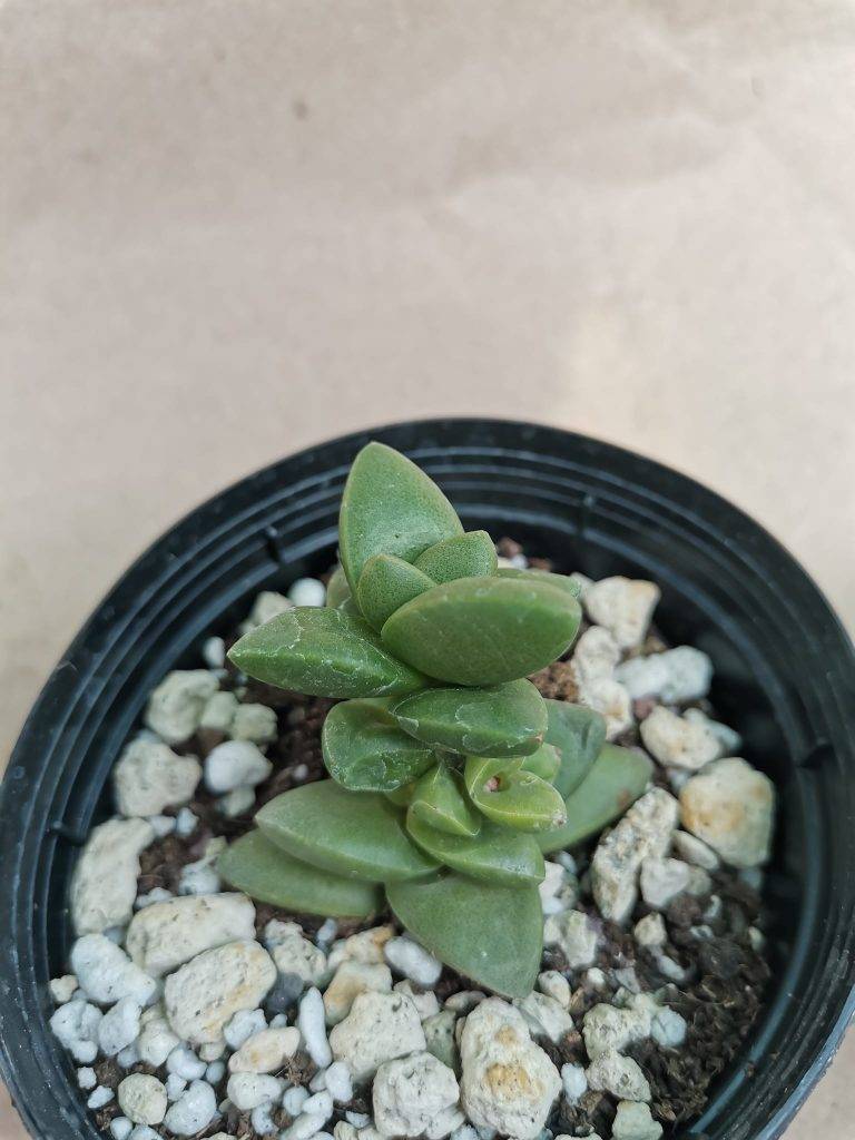 Crassula Benjamin Hybrid - Siracactus spedizione rapida e sicura