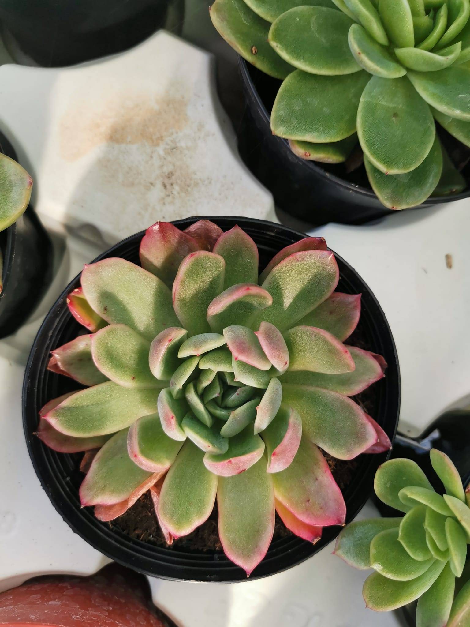 Echeveria Agavoides Prolifera - Siracactus succulente online