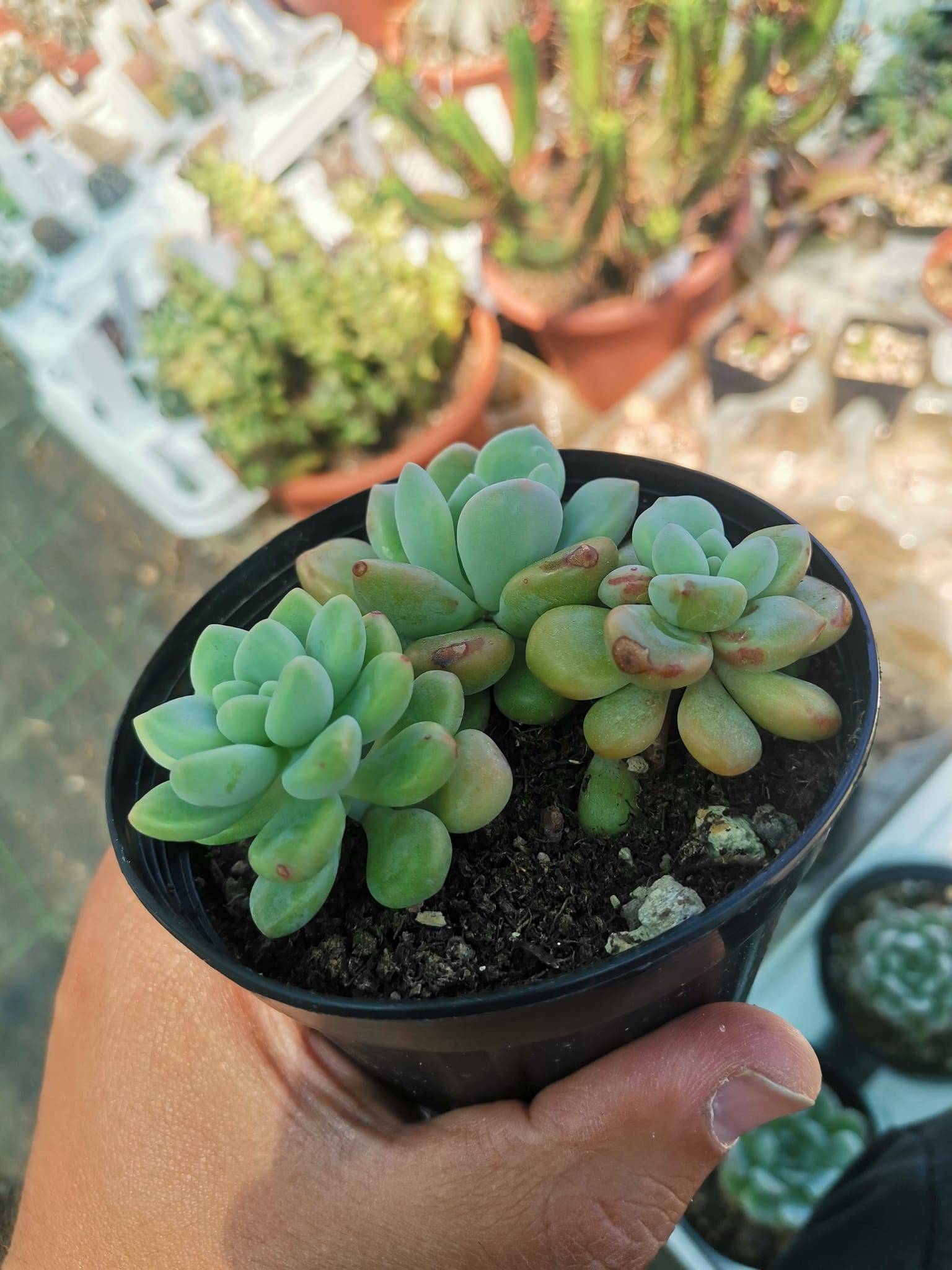 Echeveria Amore Party Korean - Siracactus