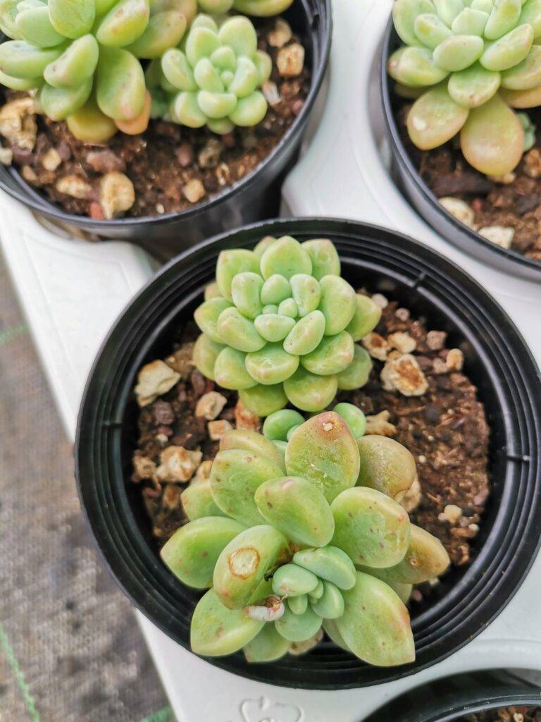 Graptosedum Paseo - Siracactus succulente resistenti al freddo