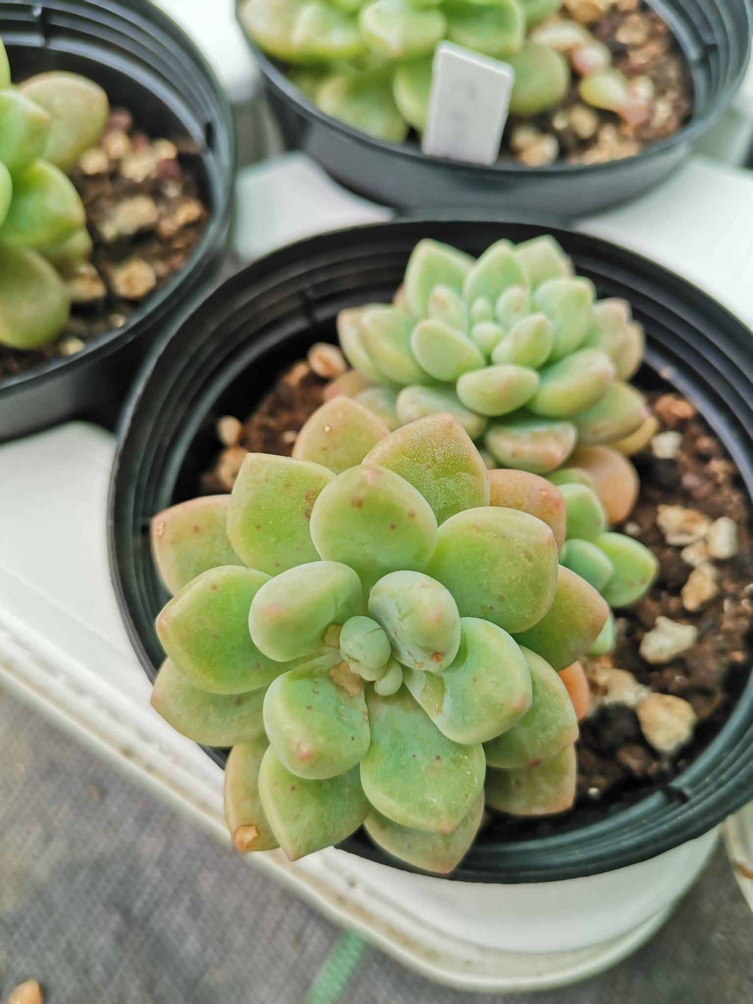 Graptosedum Paseo - Siracactus succulente resistenti al freddo