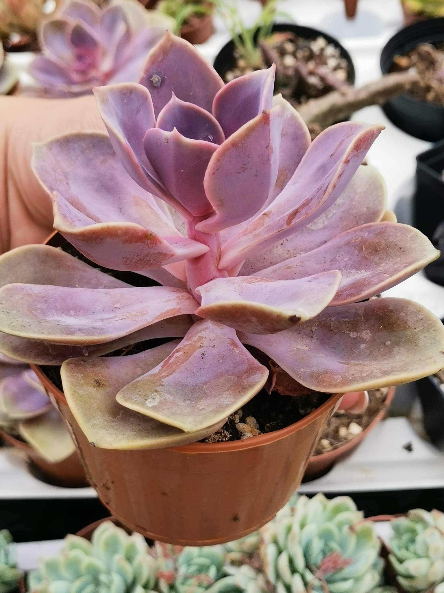 Echeveria Purple Pearl Siracactus Online 0514