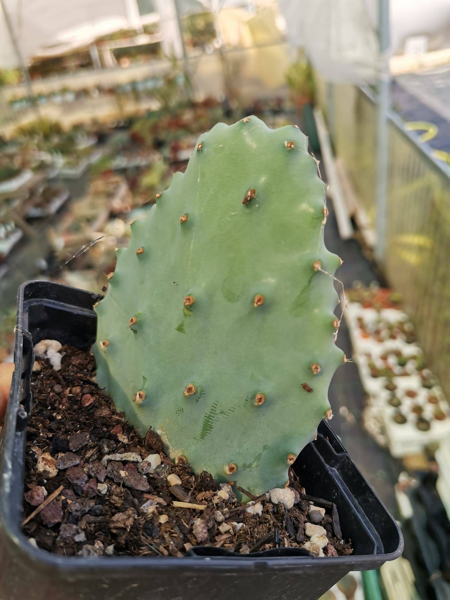 Opuntia Gomei Old Mexico Siracactus Cactus Resistenti Al Gelo Shipping