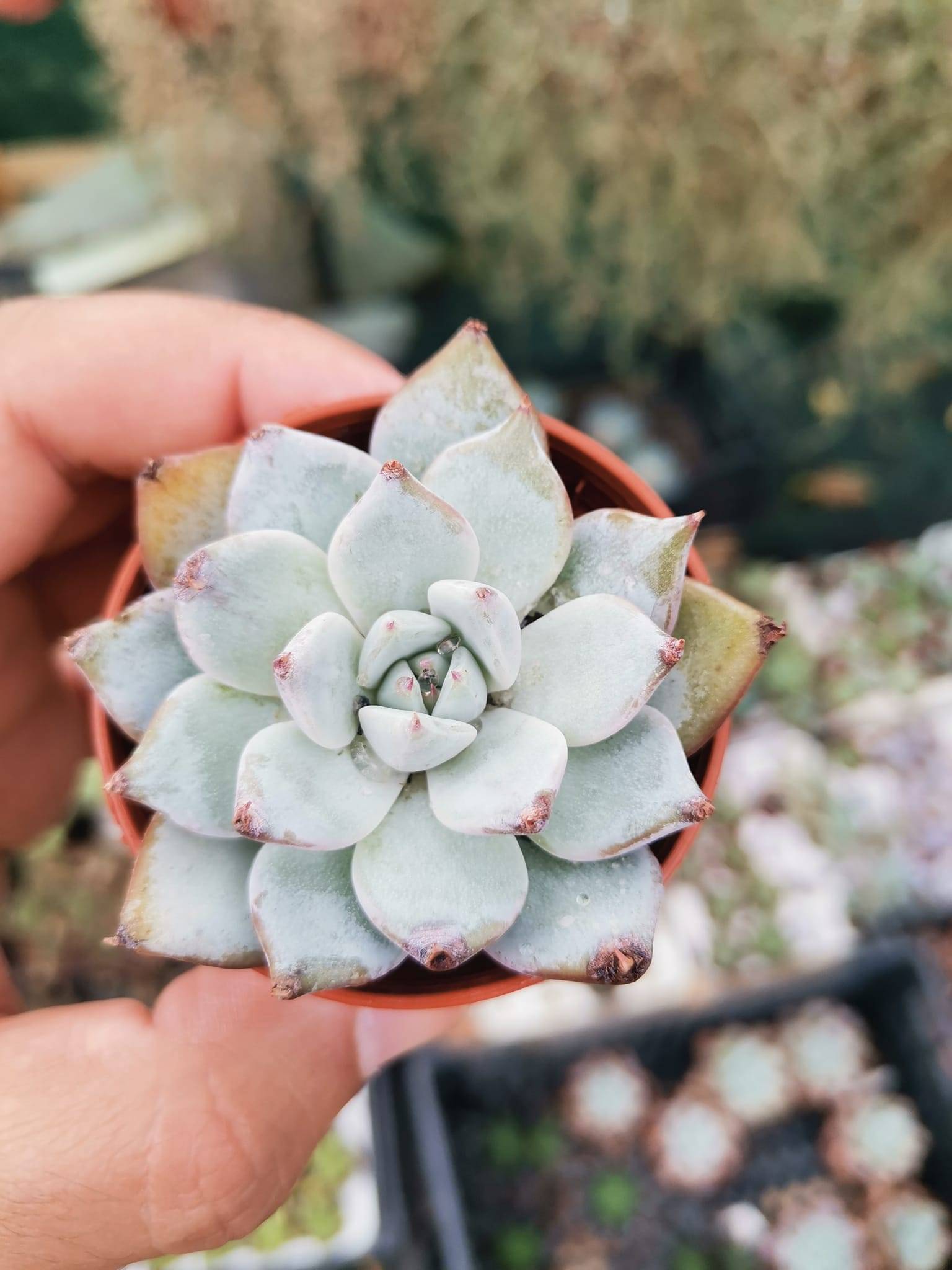 Echeveria Beatrice hybrid Siracactus succulente senza spine