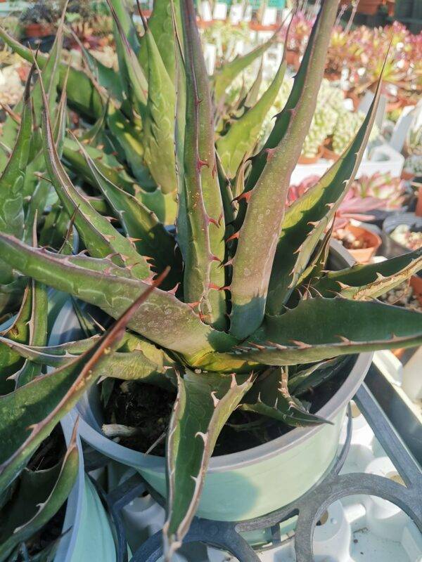 Agave Montana