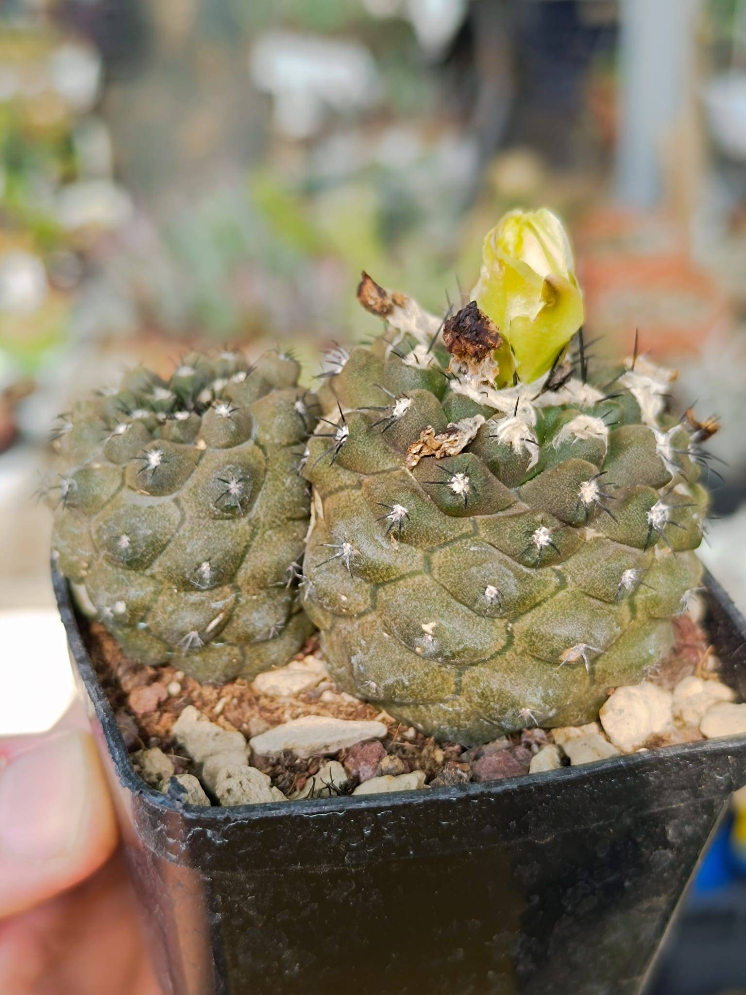 Copiapoa barquitensis - Siracactus cactacee - vendita con possibilità ...