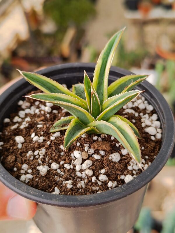 Agave victoria regina golden queen - immagine 2