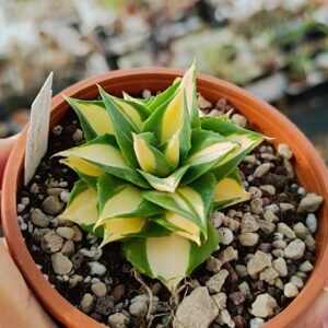 Agave isthmensis ohi-raijin shiro nakafu Yellow