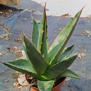 Agave Purpusorum