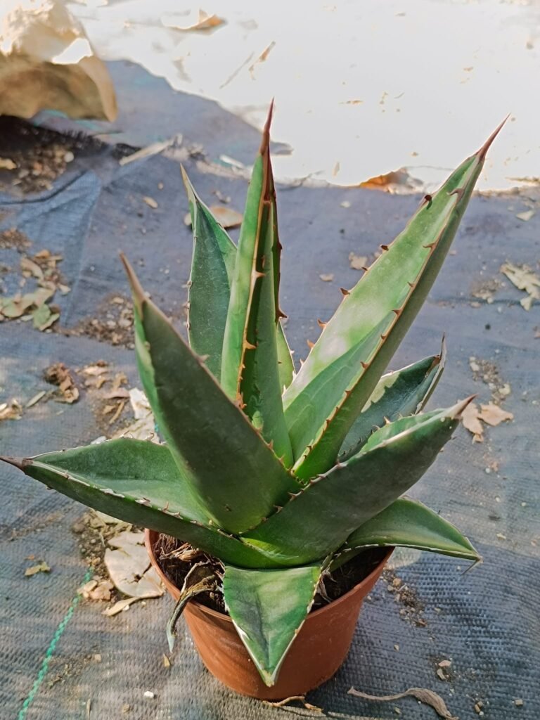 Siracactus-Agave-Agave-purpusorum.jpg