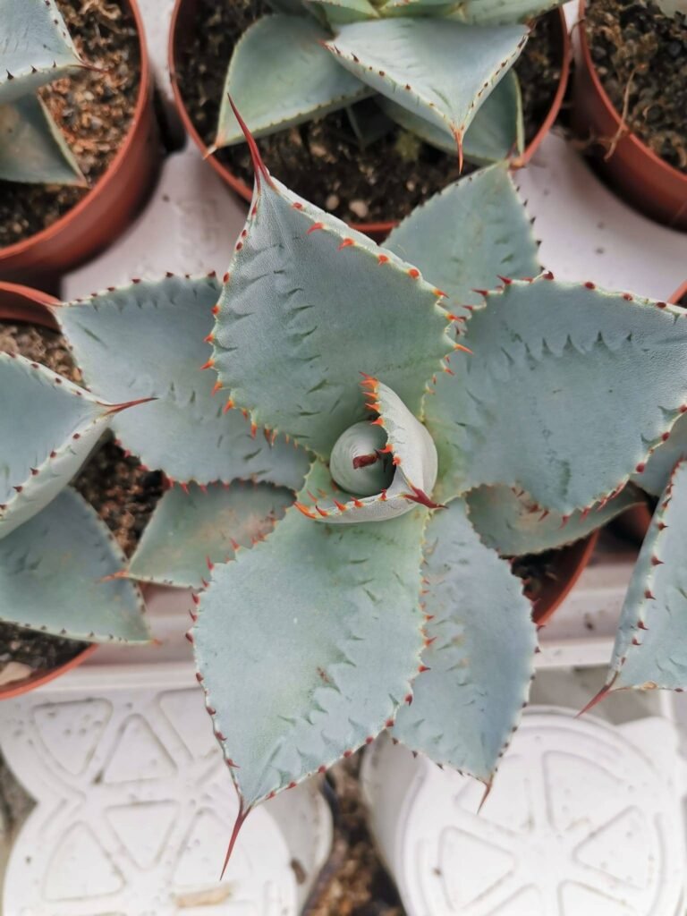 Siracactus-Agave-Agave-pygmaea-dragon-toes-2.jpg