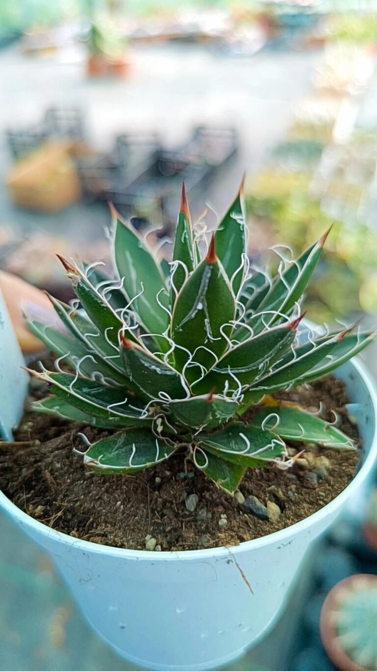Siracactus-Agave-Agave-schidigera-2.jpg