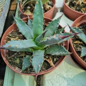 Agave Uthaensis