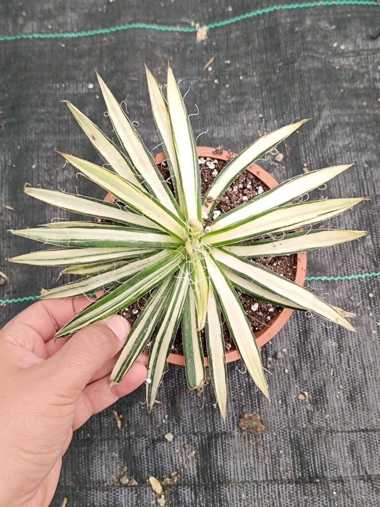 Siracactus-Agave-agave-filifera-variegata-2.jpg