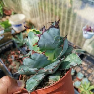 Agave Titanota black and blue