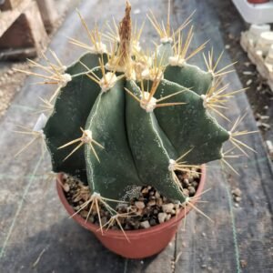 Astrophytum Ornatum Hybrid