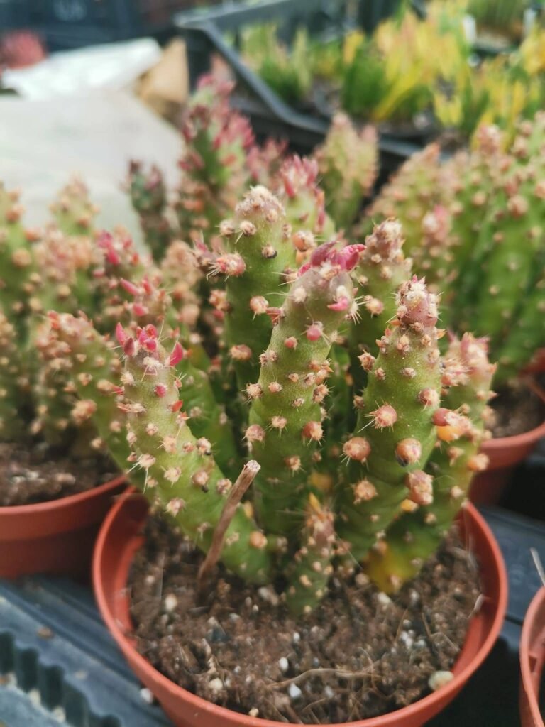 Siracactus-Cactus-Austrocylindropuntia-subulata-Mostruosa-1.jpg