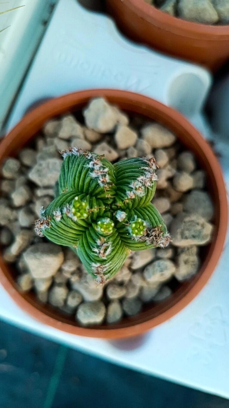 Siracactus-Cactus-Aztekium-valdezii-innestata-2.jpg