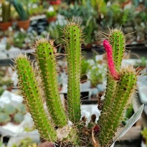 Borzicactus Samaipatanus