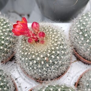 Brasilicactus Haselbergii