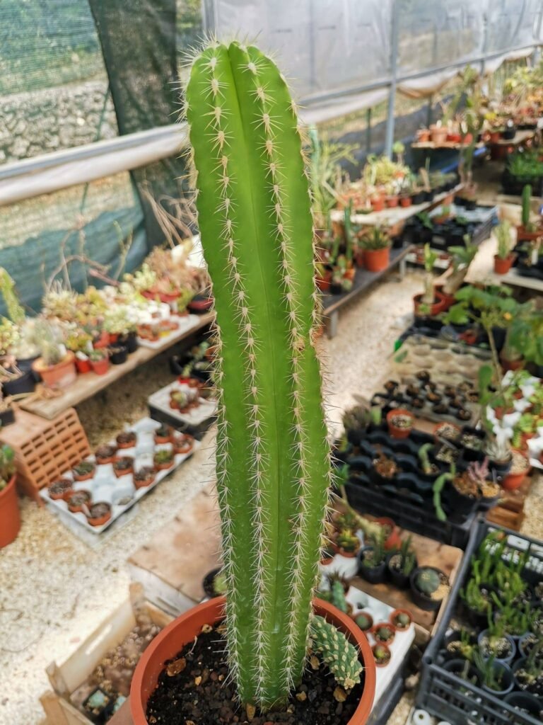 Siracactus-Cactus-Cactus-colonnare.jpg