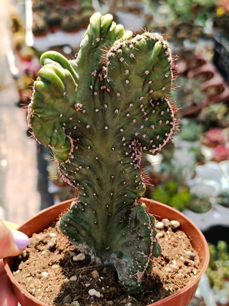 Siracactus-Cactus-Cereus-peruvianus-Coral-mostruoso-1.jpg