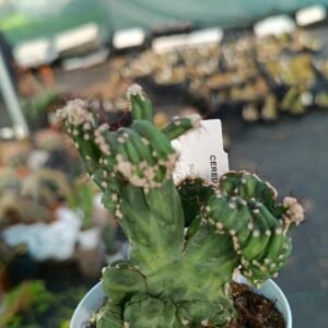 Cereus Peruvianus Mostruoso Crestato