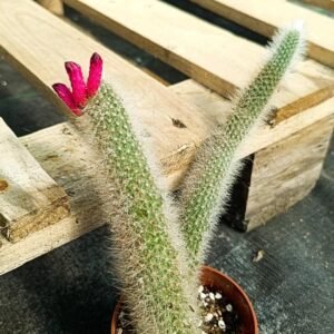 Cleistocactus Hyalacanthus