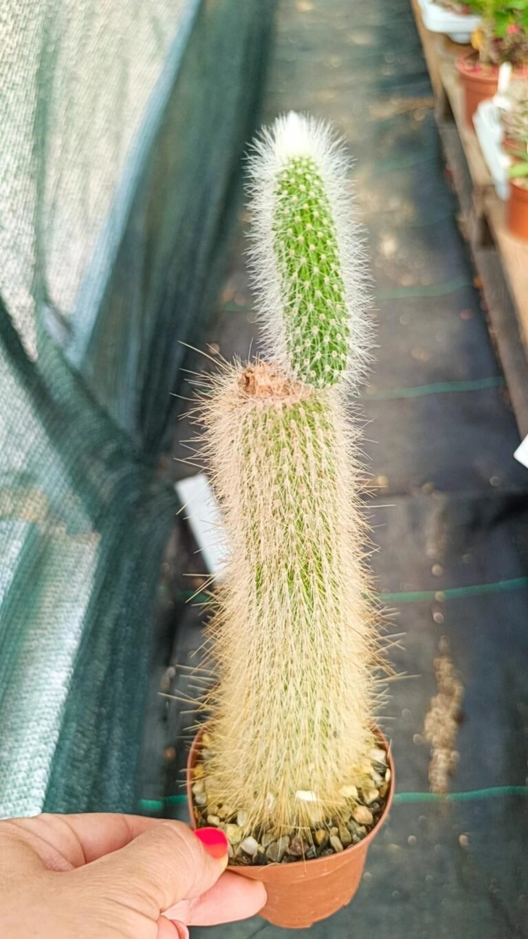 Siracactus-Cactus-Cleistocactus-jujuyensis.jpg