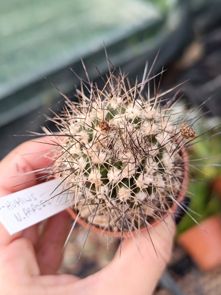 Siracactus-Cactus-Copiapoa-humilis-n.-Paposo.jpg