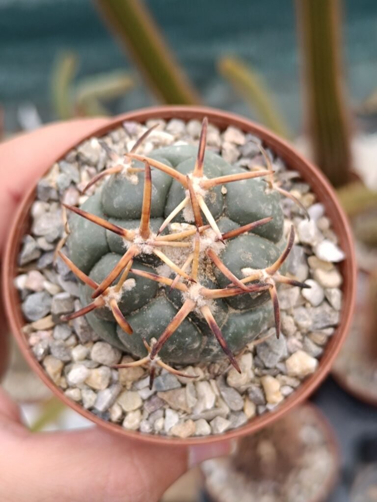 Siracactus-Cactus-Coryphantha-polselgeriana-v.-Valida-2.jpg