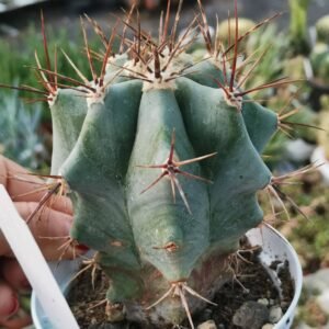 Echinocactus Ingens