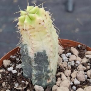 Echinocereus knippelianus variegata