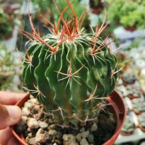 Echinofossulocactus Multicostatus