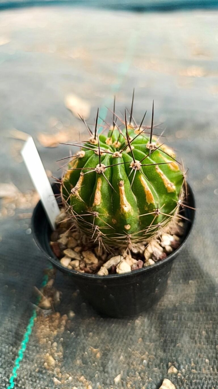 Siracactus-Cactus-Echinopsis-Hybrid-89-2021.jpg