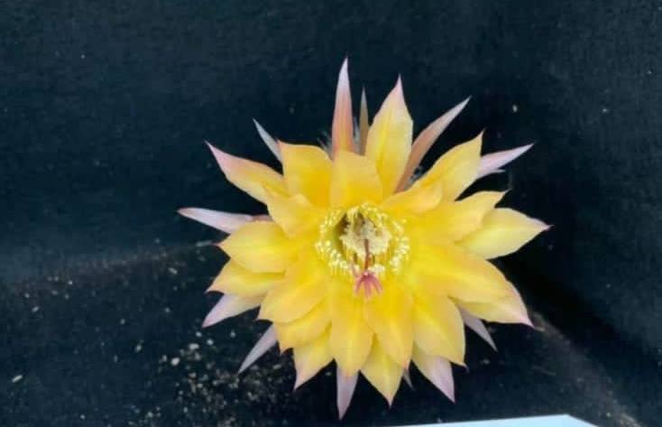 Siracactus-Cactus-Echinopsis-hybrid-539-2021.jpg