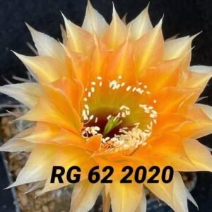 Echinopsis hybrid 62 2020