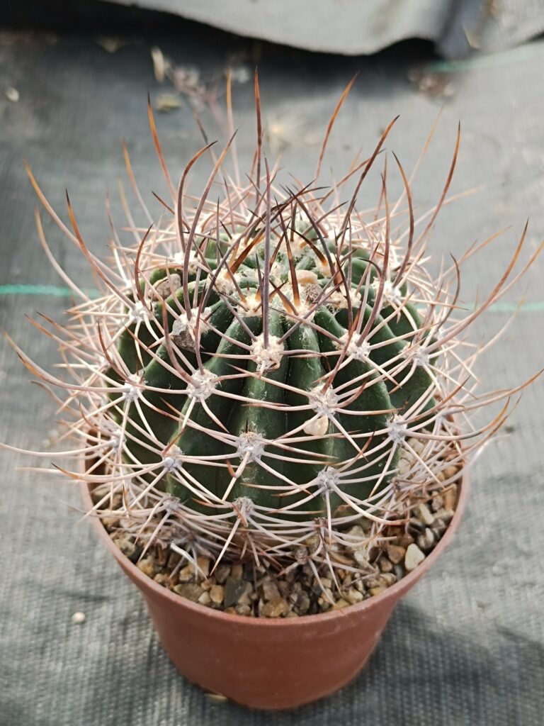Siracactus-Cactus-Echinopsis-melanopotanica.jpg