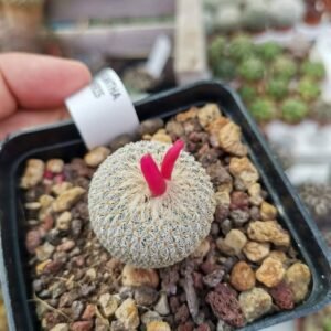 Epithelantha Micromeris