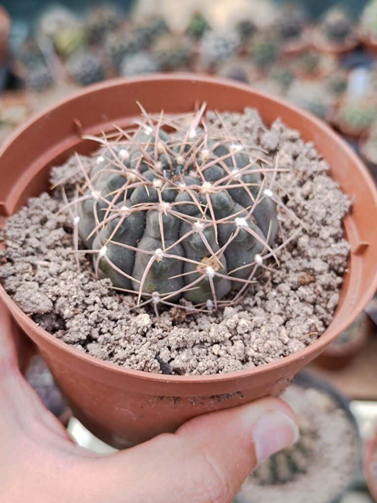 Siracactus-Cactus-Gymnocalycium-SP-7.jpg