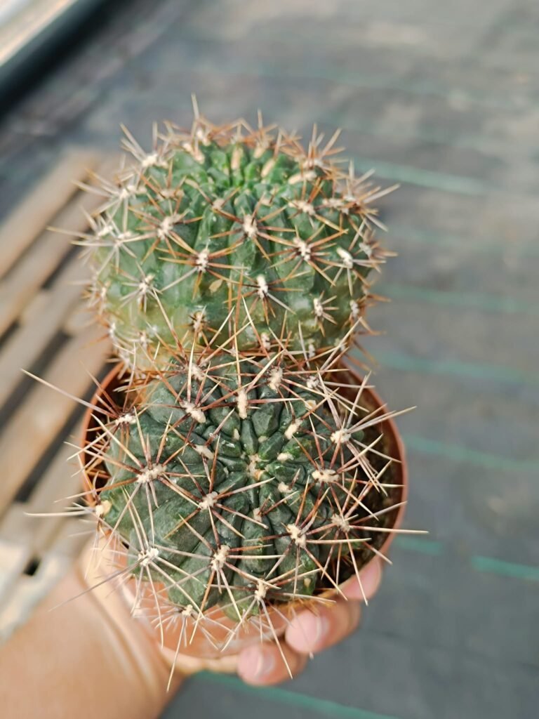 Siracactus-Cactus-Gymnocalycium-SP-X2.jpg